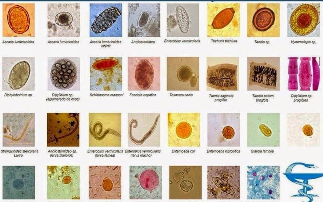 Medical and Veterinary Parasitology